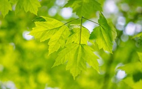 开云体育官网为何让人心动？深度解析背后的吸引力！