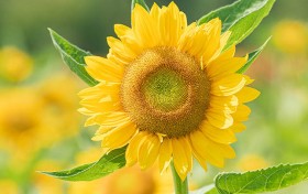 我尝试了太阳城3，竟然收获了意想不到的成功与挑战！
