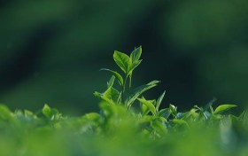澳门彩票公司：您还在为选择而烦恼吗？来这里揭开幸运的面纱！